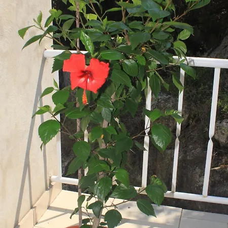 Twin Lucica 990b 2* Lastovo